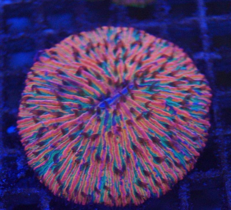 Fungia Red Devil